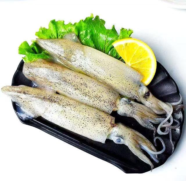 California Market Squid