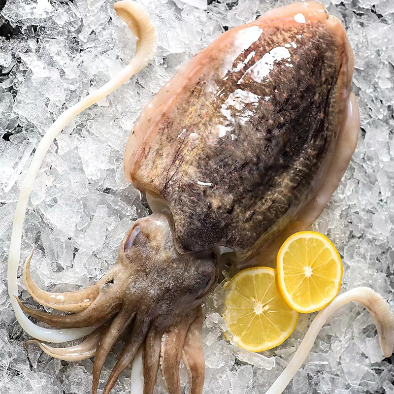 cuttlefish