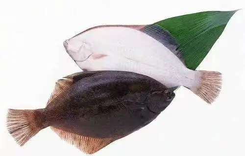Greenland halibut