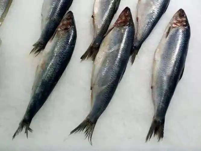 Pacific herring