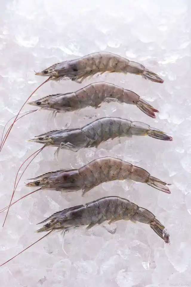 Vannamei Shrimp