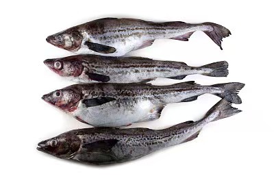 Alaska pollock