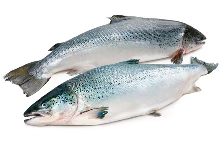 salmon