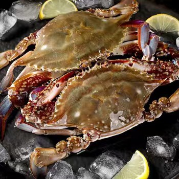 Blue Swimming Crab