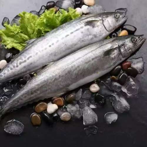 Spanish mackerel