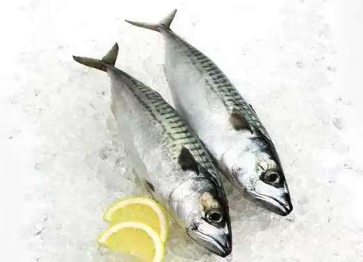 Mackerel