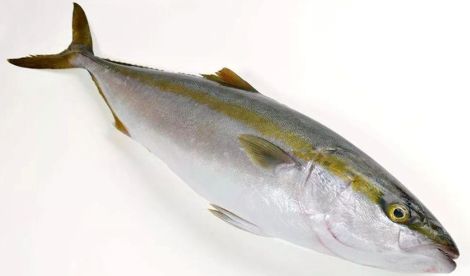 Yellowtail