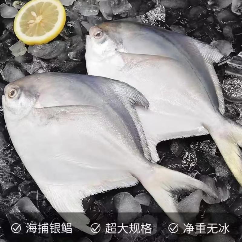 Silver pomfret
