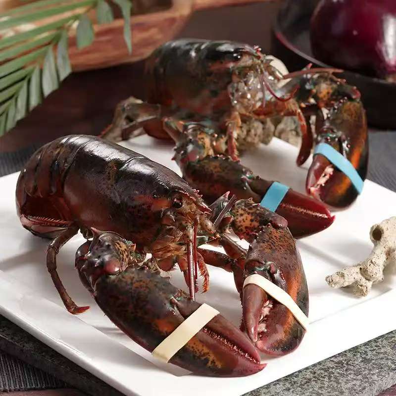 Boston Lobster